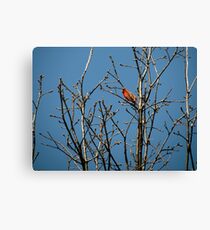 Lone Cardinal Canvas Print