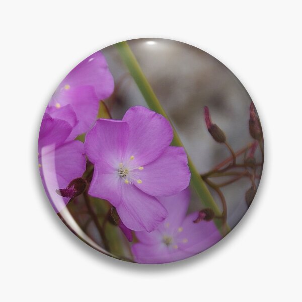 Item preview, Drosera menziesii, (Pink Rainbow) designed and sold by lezvee.