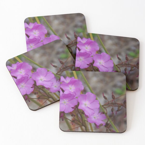 Item preview, Drosera menziesii, (Pink Rainbow) designed and sold by lezvee.