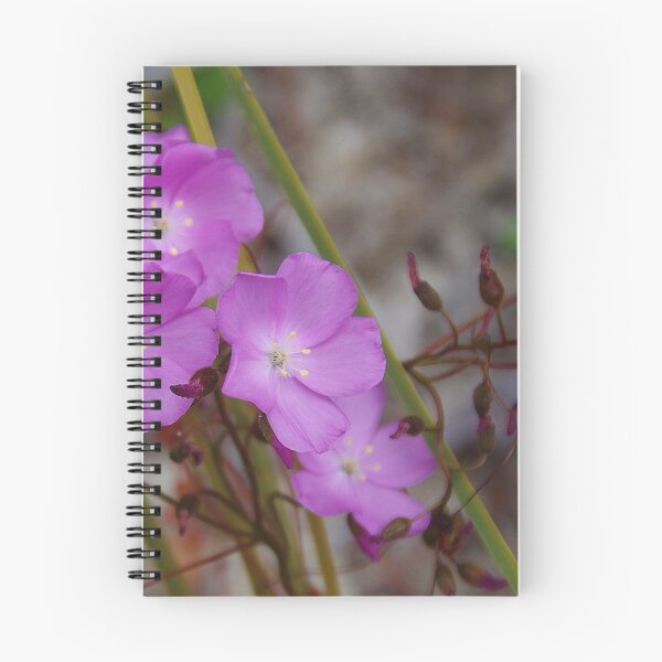 Item preview, Drosera menziesii, (Pink Rainbow) designed and sold by lezvee.