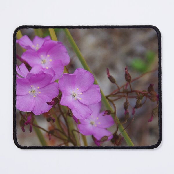 Item preview, Drosera menziesii, (Pink Rainbow) designed and sold by lezvee.