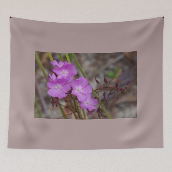 Item preview, Drosera menziesii, (Pink Rainbow) designed and sold by lezvee.