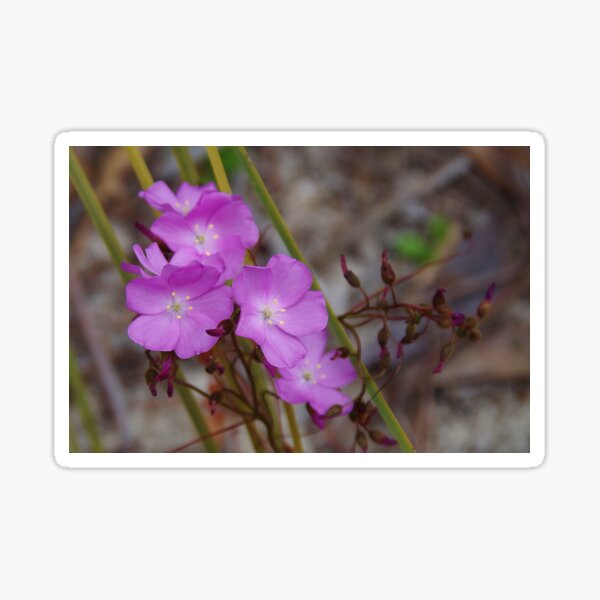 Item preview, Drosera menziesii, (Pink Rainbow) designed and sold by lezvee.