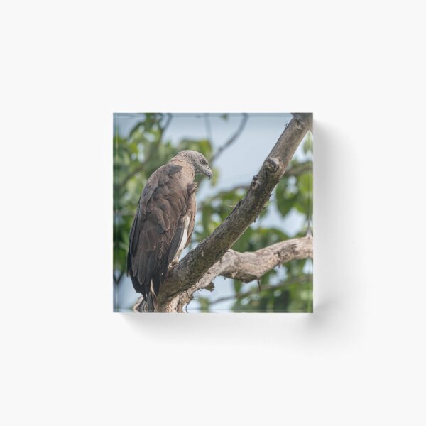 Item preview, Crested Fish Eagle on a tree designed and sold by Pravine Chester.
