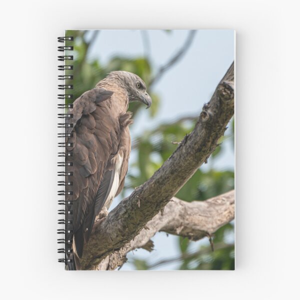 Item preview, Crested Fish Eagle on a tree designed and sold by Pravine Chester.
