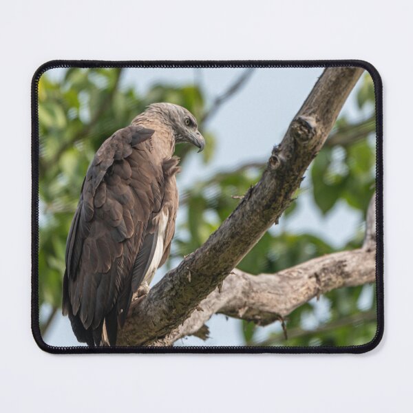Item preview, Crested Fish Eagle on a tree designed and sold by Pravine Chester.