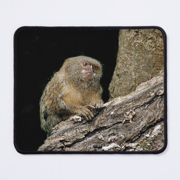 Item preview, r969 / New Finition 2021 " Petit Singe "  Ouistiti Pygmée  "(h)  Olavia-Olao Okaio Créations designed and sold by o.okaïo.