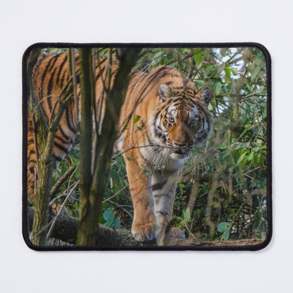 Item preview, Amur tiger up a tree designed and sold by photosbygemmad.