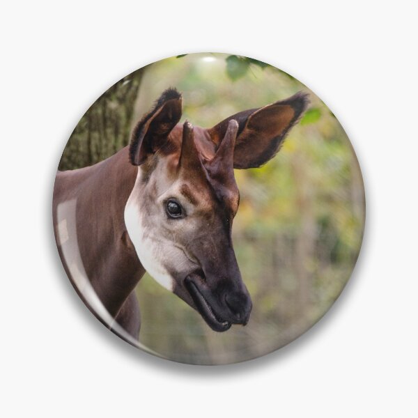 Item preview, Male okapi posing designed and sold by photosbygemmad.