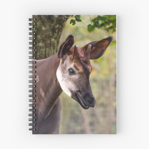 Item preview, Male okapi posing designed and sold by photosbygemmad.