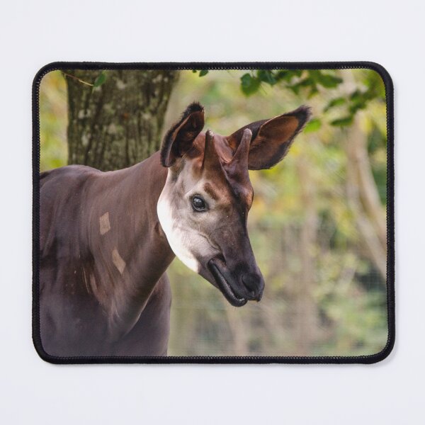 Item preview, Male okapi posing designed and sold by photosbygemmad.
