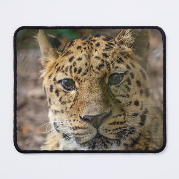 Item preview, Amur leopard posing for a photo designed and sold by photosbygemmad.