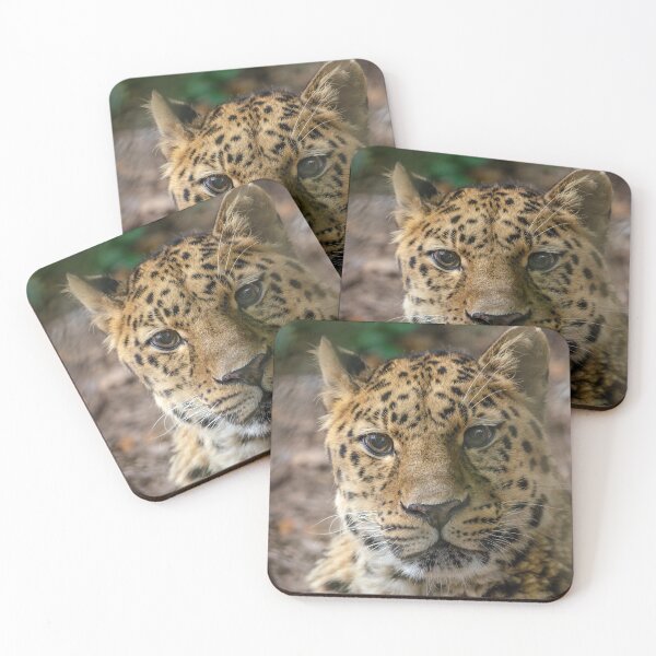 Item preview, Amur leopard posing for a photo designed and sold by photosbygemmad.