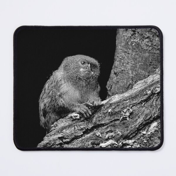 Item preview, r968 / New Finition 2021 " Petit Singe "  Ouistiti Pygmée  "(h)  Olavia-Olao Okaio Créations designed and sold by o.okaïo.