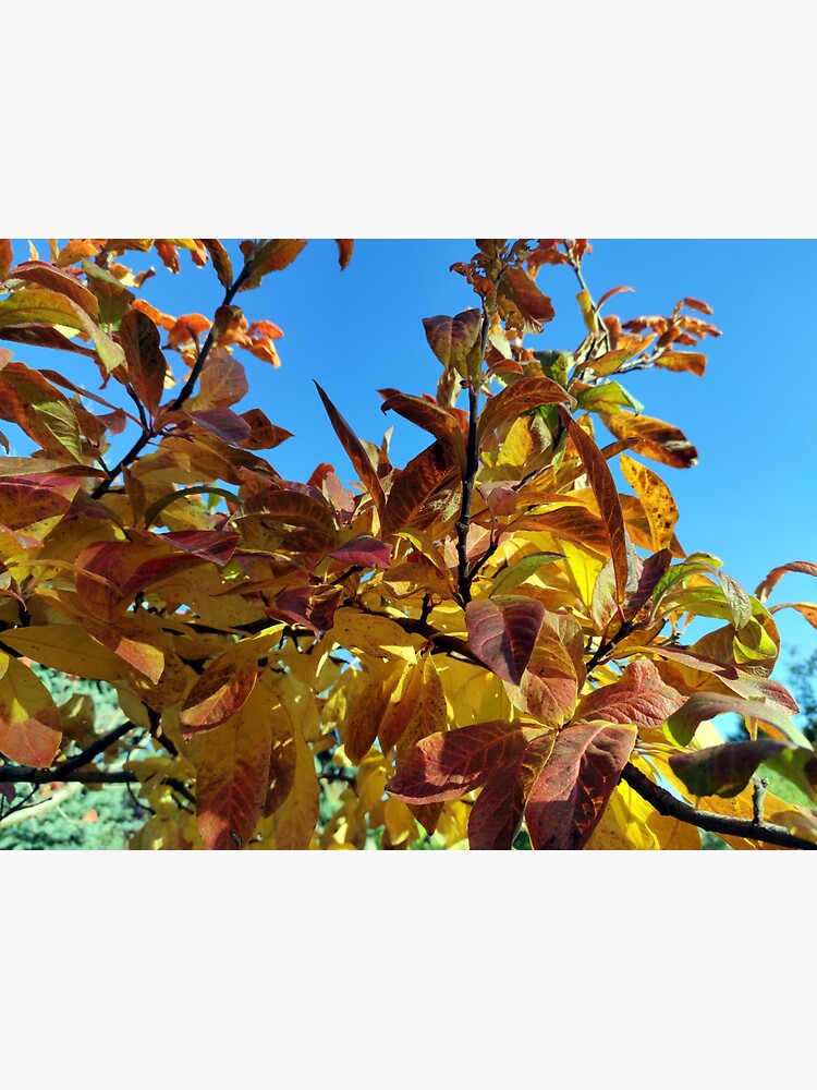 Herbstlaub von Gourmetkater