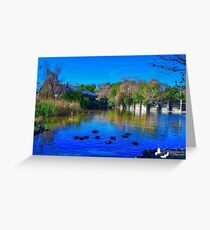 Duck Pond at Alligator Adventure Greeting Card