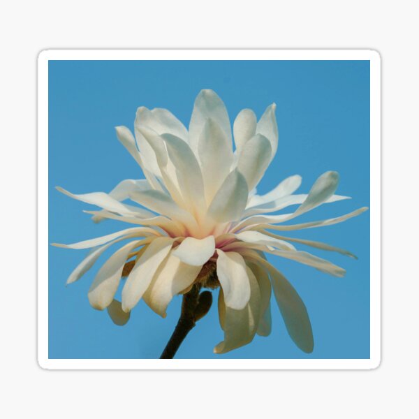White Magnolia Sticker
