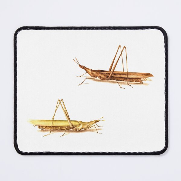 Item preview, Two Grasshoppers from a 16th Century book on insects. designed and sold by IXXIN.