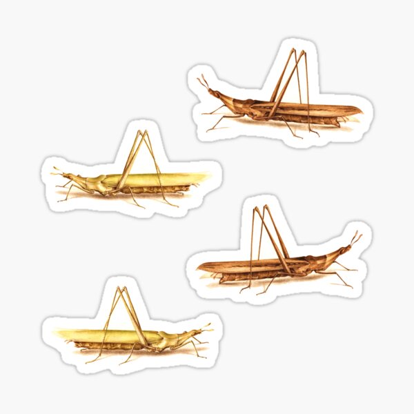 Two Grasshoppers from a 16th Century book on insects. Sticker