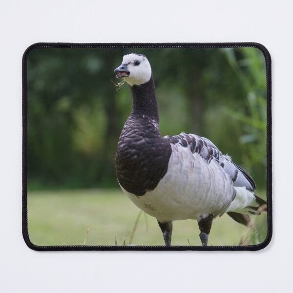 Item preview, Barnacle Goose - Branta leucopsis designed and sold by LaurenTucker.