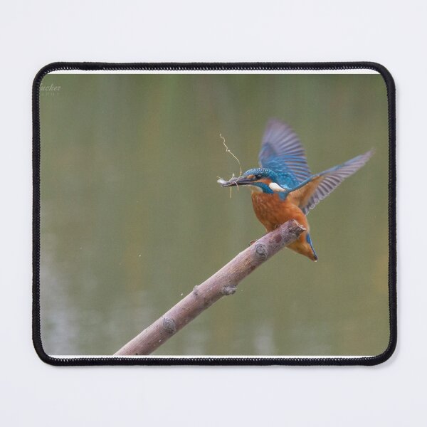 Item preview, Kingfisher - Alcedo atthis designed and sold by LaurenTucker.