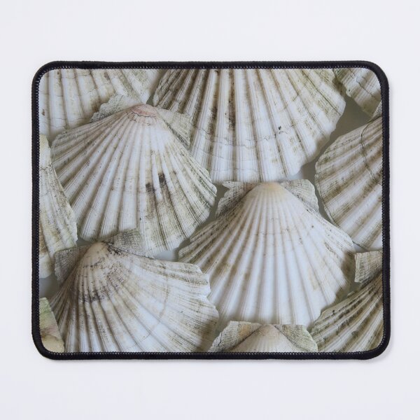Item preview, Scallop shells designed and sold by S-and-W-4ever.