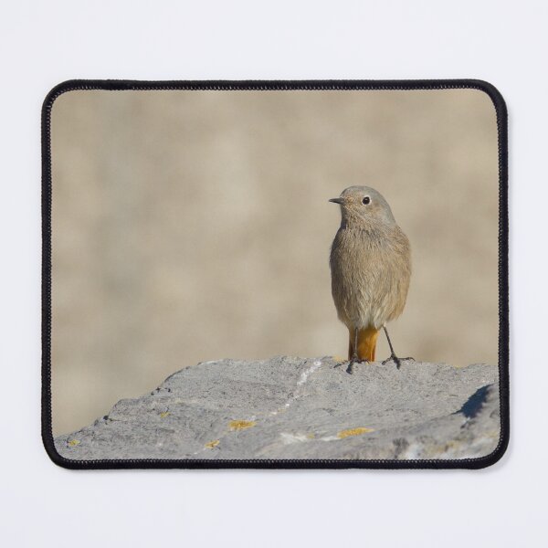 Item preview, Black Redstart - Phoenicurus ochruros designed and sold by LaurenTucker.