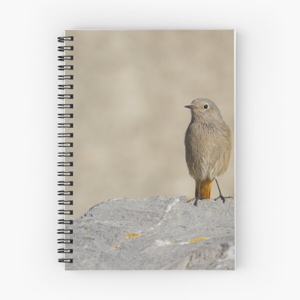 Item preview, Black Redstart - Phoenicurus ochruros designed and sold by LaurenTucker.