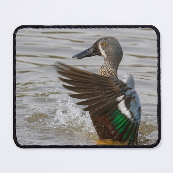 Item preview, Australian Shoveler - Anas rhynchotis designed and sold by LaurenTucker.