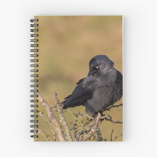 Item preview, Jackdaw - Corvus monedula designed and sold by LaurenTucker.