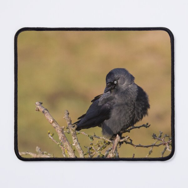 Item preview, Jackdaw - Corvus monedula designed and sold by LaurenTucker.
