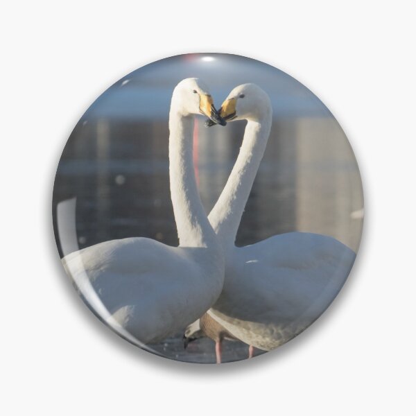 Item preview, Whooper Swan - Cygnus cygnus designed and sold by LaurenTucker.