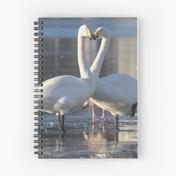 Item preview, Whooper Swan - Cygnus cygnus designed and sold by LaurenTucker.