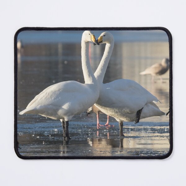 Item preview, Whooper Swan - Cygnus cygnus designed and sold by LaurenTucker.