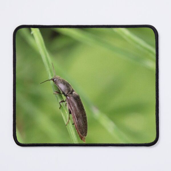 Item preview, Click Beetle designed and sold by cuprum.