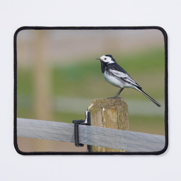Item preview, Whitethroat - Motacilla alba designed and sold by LaurenTucker.