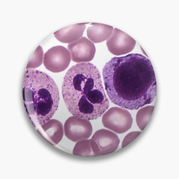 Item preview, Red and White Blood Cells, LM designed and sold by ScienceSource.