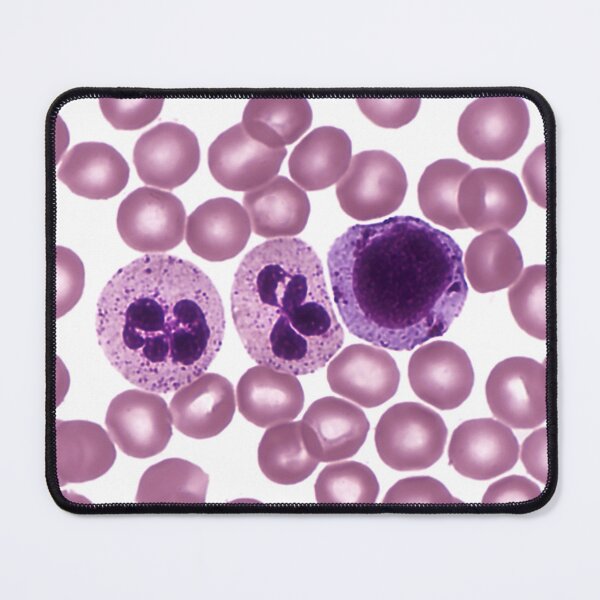 Item preview, Red and White Blood Cells, LM designed and sold by ScienceSource.