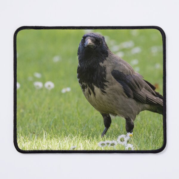 Item preview, Hooded Crow designed and sold by LaurenTucker.