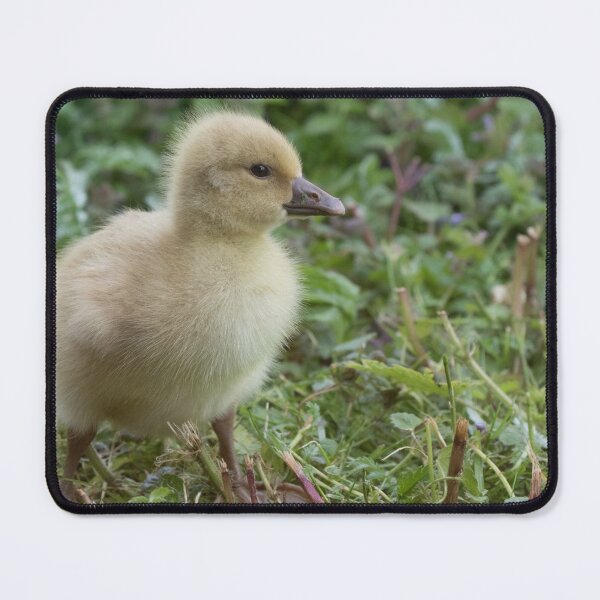 Item preview, Branta canadensis designed and sold by LaurenTucker.