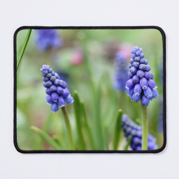 Item preview, Grape hyacinth designed and sold by cuprum.