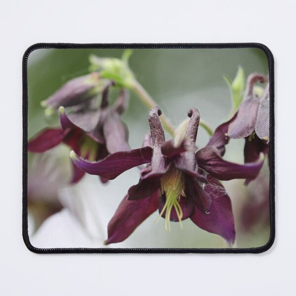 Item preview, Columbine III designed and sold by cuprum.