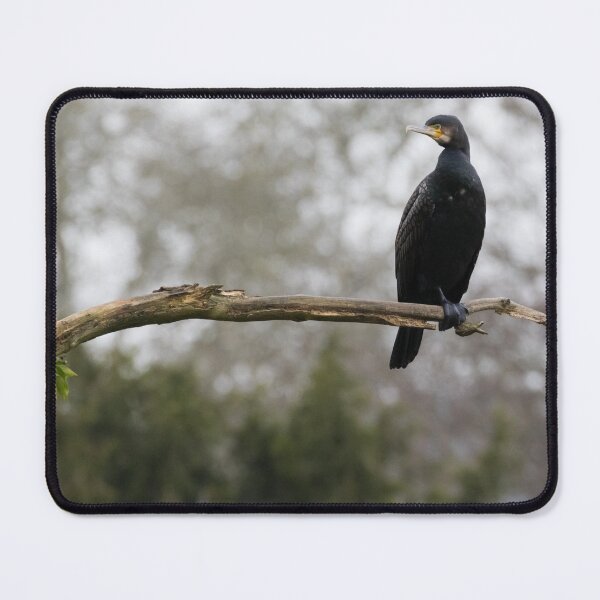 Item preview, Coromorant - Phalacrocoracidae designed and sold by LaurenTucker.