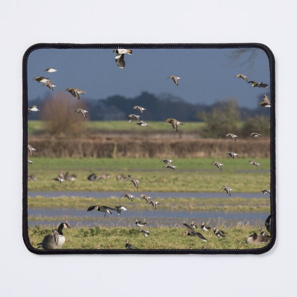 Artikelvorschau, Herden bei Slimbridge entworfen und verkauft von LaurenTucker.