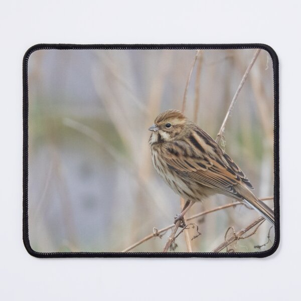 Item preview, Reed Bunting designed and sold by LaurenTucker.