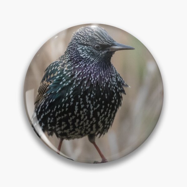 Item preview, Starling designed and sold by LaurenTucker.