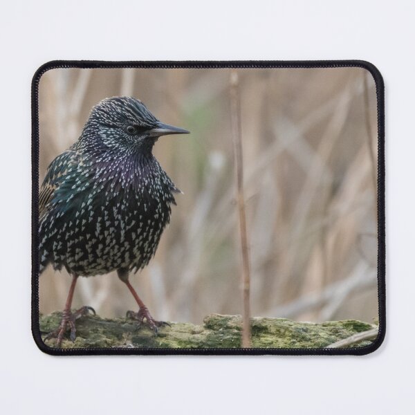 Item preview, Starling designed and sold by LaurenTucker.