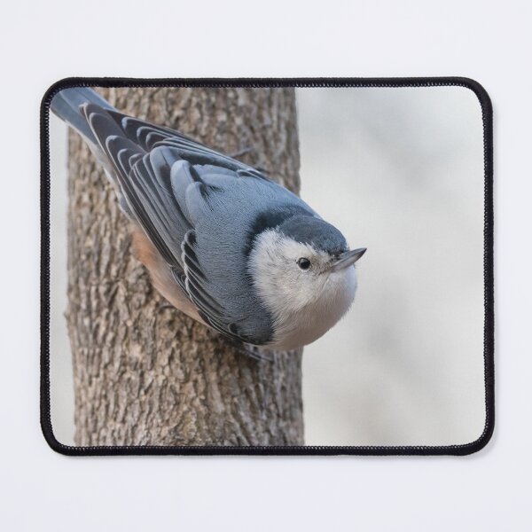 Item preview, White-Breasted Nuthatch designed and sold by LaurenTucker.