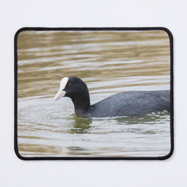 Item preview, Coot designed and sold by LaurenTucker.