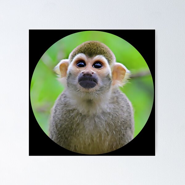 Squirrel monkey on sale for sale